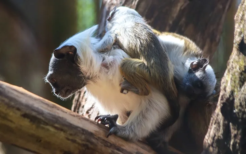 Primatas macaquinhos Sauim-de-coleira-saguinus bicolor Misto Brasil