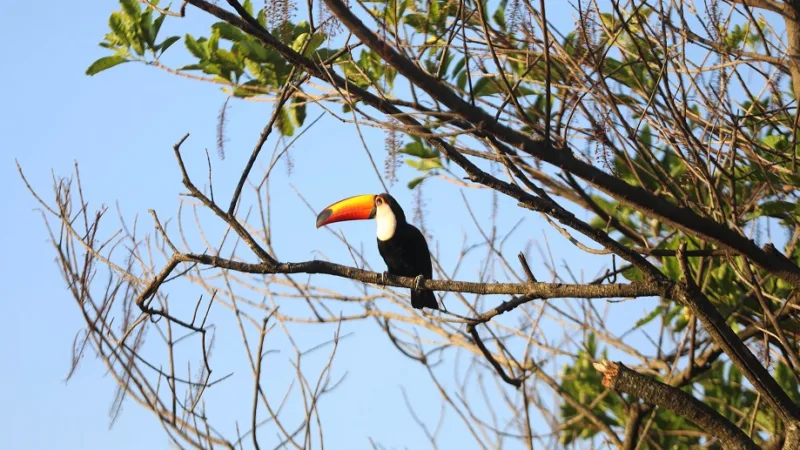 Tucano é flagrado no Plano Piloto onde ipês-roxos e jacarandás-mimosos florescem e dão um colorido muito especial em Brasília/Joel Rodrigues/Agência Brasília