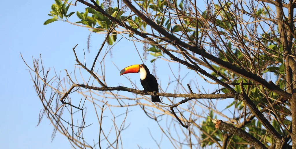 Tucano pássaro Brasília Misto Brasil