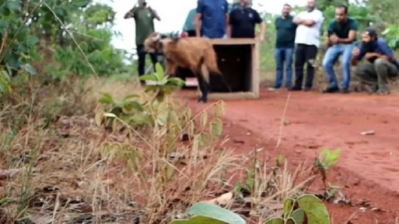 Lobo-guará resgatado há dois meses fol solto