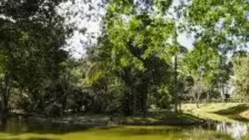 Califórnia e Pará definem acordo para as florestas