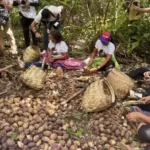 Tobasa tem recursos para inovação com coco de babaçu