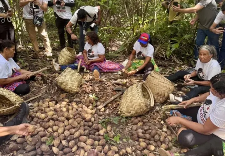 Tobasa tem recursos para inovação com coco de babaçu