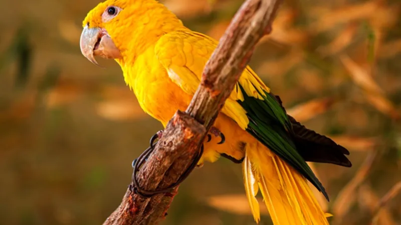 Zoo de Brasília terá aviário com espécies da fauna brasileira