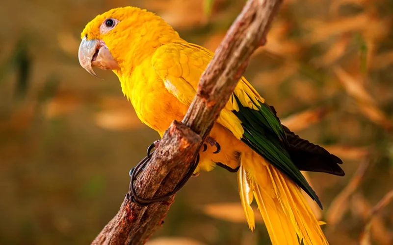 Pássaro espécie fauna ararajuba Miasto Brasil