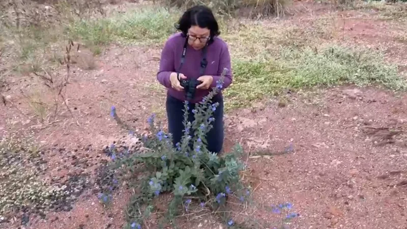 Pesquisadores identificaram nova planta do Cerrado