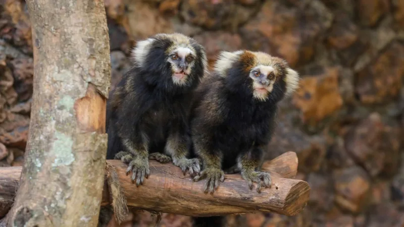 Casal de saguis-da-serra-escuro que foi incorporado ao acervo de animais e que podem ser vistos no Zoológico de Brasília/Paulo H. Carvalho/Agência Brasília