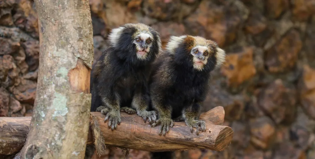 Casal de saguis-da-serra-escuro que foi incorporado ao acervo de animais e que podem ser vistos no Zoológico de Brasília/Paulo H. Carvalho/Agência Brasília