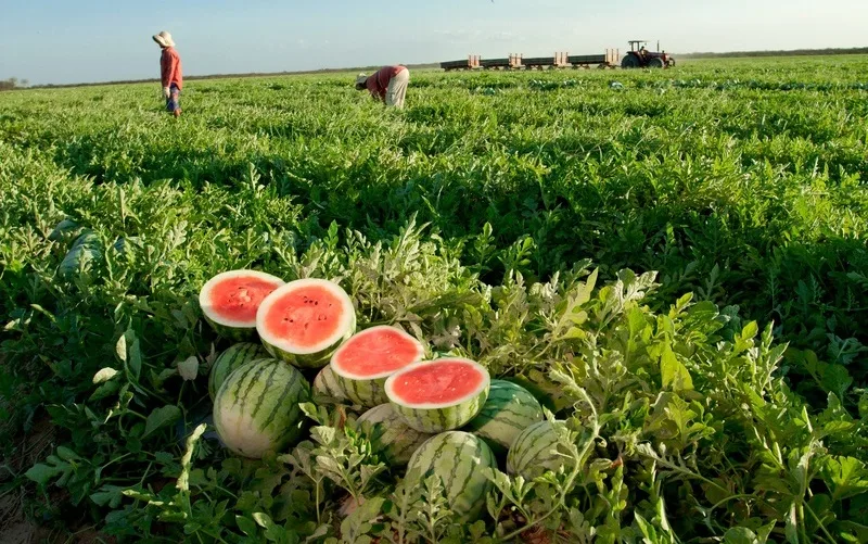 Fruta melancia produção agricultura Misto Brasil