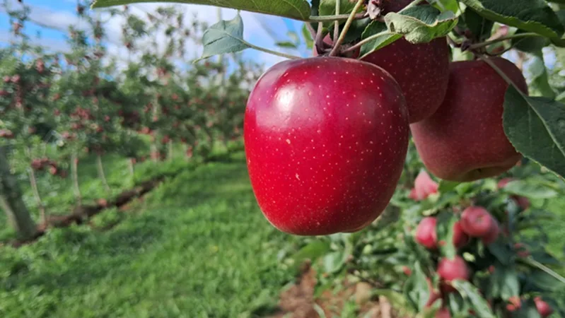 Empresa deve colher 55 mil toneladas de maçã