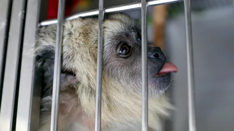 Macaquinho da espécie bugio é preparado para ser solto na natureza após ser recuperado no Hospital e Centro de Reabilitação da Fauna Silvestre do DF/Lúcio Bernardo Jr./Agência Brasília