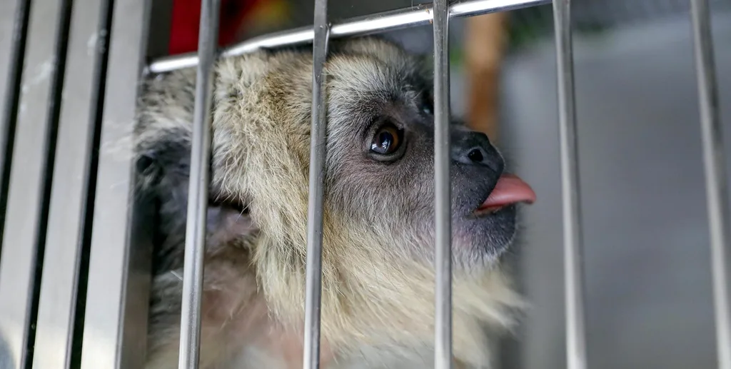Macaquinho da espécie bugio é preparado para ser solto na natureza após ser recuperado no Hospital e Centro de Reabilitação da Fauna Silvestre do DF/Lúcio Bernardo Jr./Agência Brasília