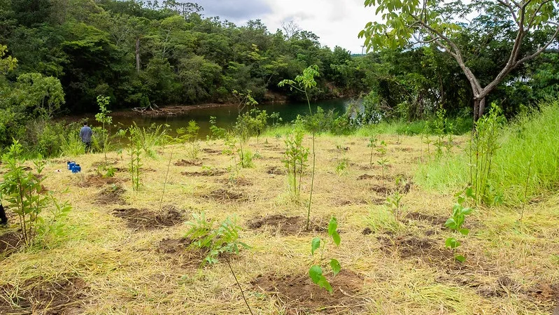 Começou o plantio mudas de árvores na Serra do Paranoá