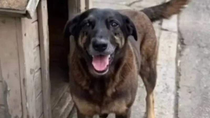 Projeto sugere canal único para maus tratos contra animais