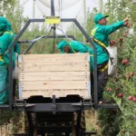 Safra de maçã pode chegar a 1,15 milhão de toneladas