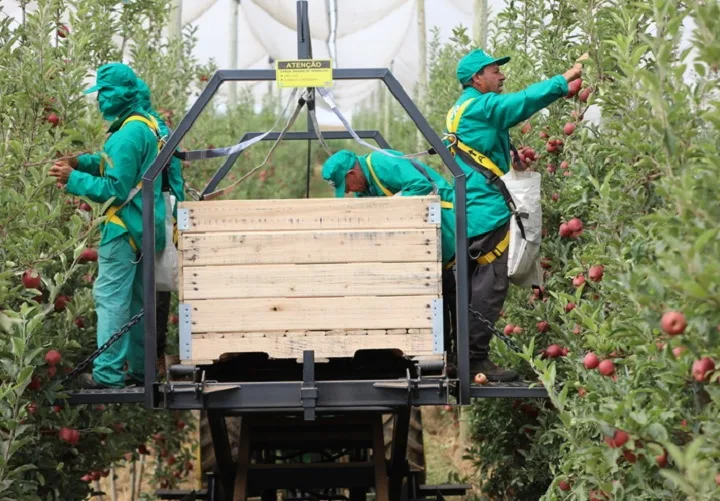 Safra de maçã pode chegar a 1,15 milhão de toneladas