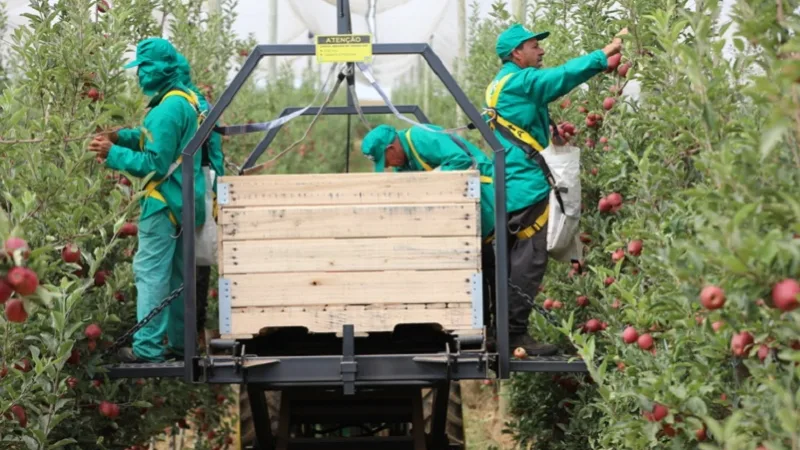 Safra de maçã pode chegar a 1,15 milhão de toneladas