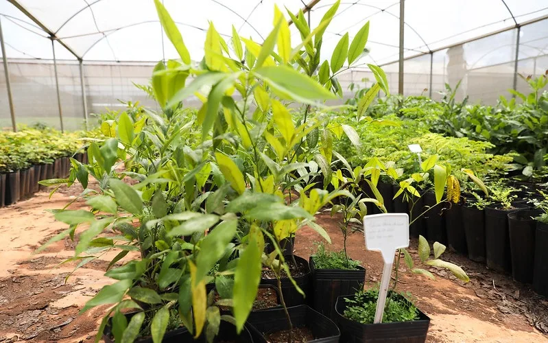 Plantio de árvore viveiro de mudas Novacap DF Misto Brasil