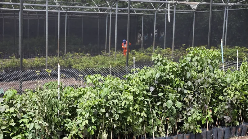 Nova etapa de expansão de plantio de árvores até 2027