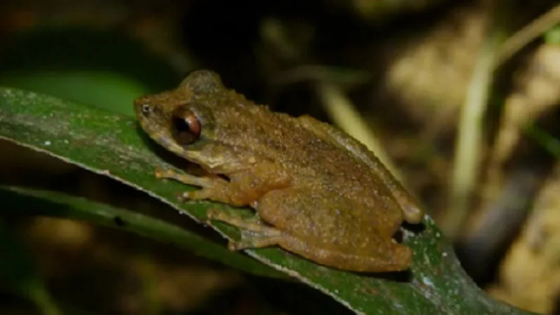 Nova espécie de perereca é descoberta no Cerrado