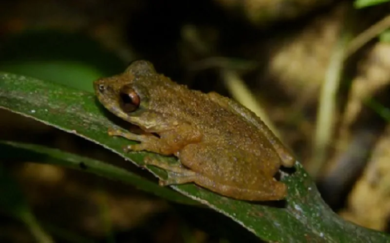 Nova espécie de perereca é descoberta no Cerrado