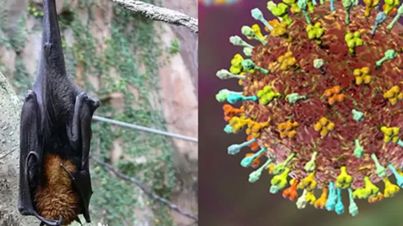 Risco de uma pandemia do vírus Nipah é baixo