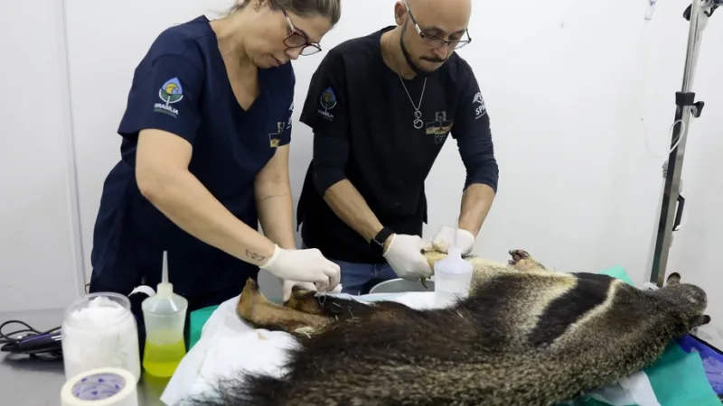 Veterinários do Hospital da Fauna Silvestre – atendeu a cinco mil animais -, verificam a saúde de um tamanduá/Joel Rodrigues/Ag Brasília