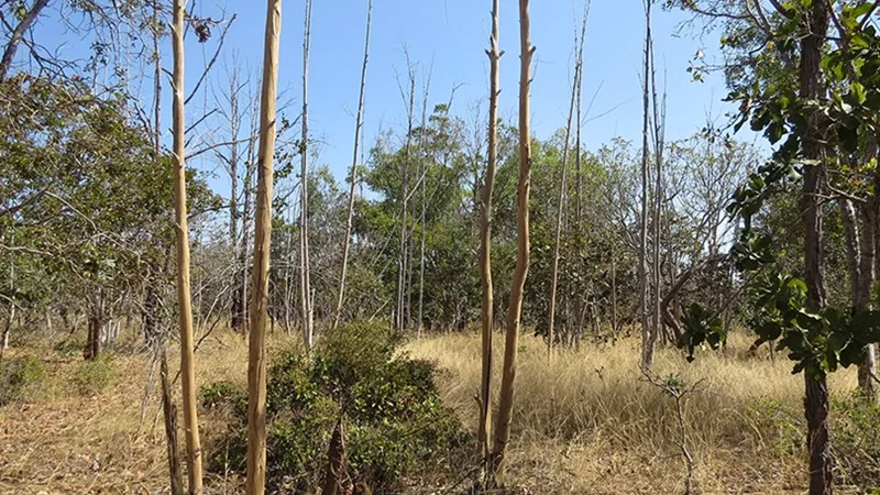 Levantamento mostra abandono de terras agrícolas no Cerrado