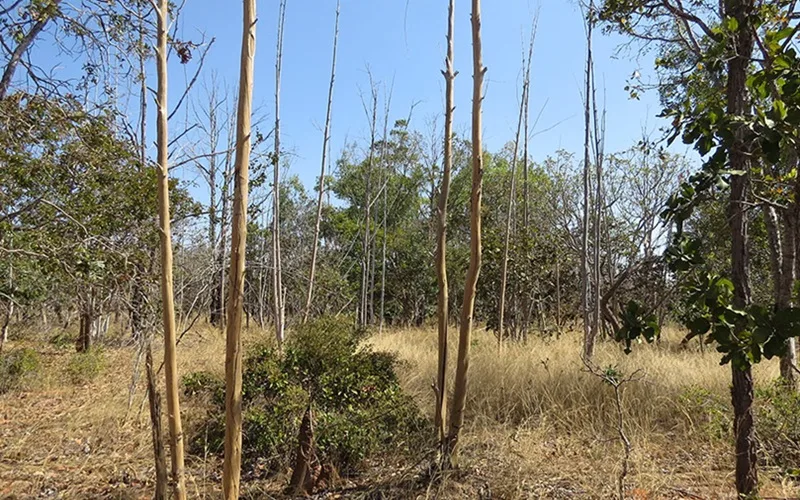Levantamento mostra abandono de terras agrícolas no Cerrado