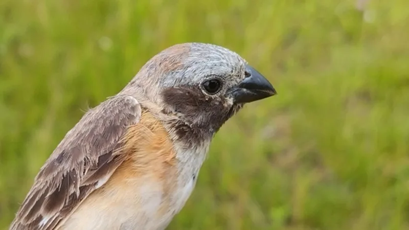 Conferência define 40 espécies migratórias sob proteção