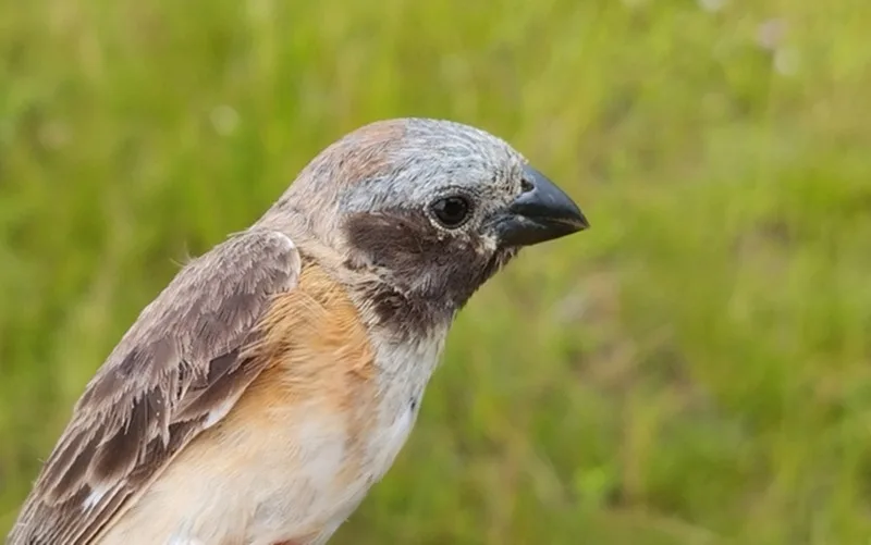 Conferência define 40 espécies migratórias sob proteção