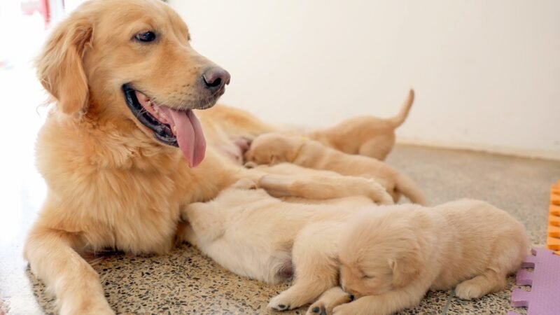 Oito filhotes de golden retriever começam a ser treinados pelo Corpo de Bombeiros para se tornar cães-guia/Lúcio Bernardo Jr/Agência Brasília
