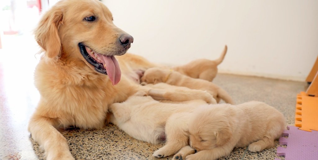 Oito filhotes de golden retriever começam a ser treinados pelo Corpo de Bombeiros para se tornar cães-guia/Lúcio Bernardo Jr/Agência Brasília
