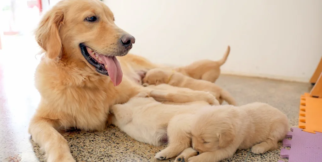 DF registra quase 49 mil cães e gatos na plataforma SinPatinhas