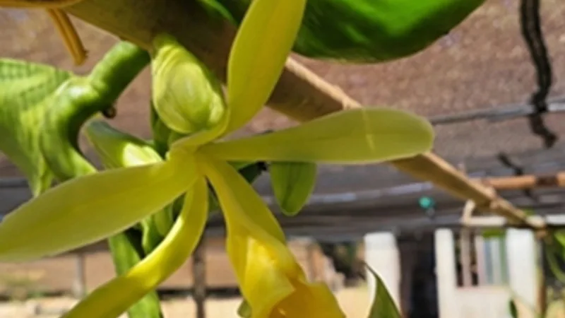 Feira Brasil na Mesa tem tour para os visitantes