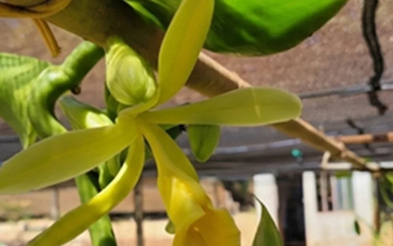 Feira Brasil na Mesa tem tour para os visitantes