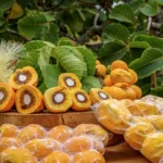 Feira Brasil será realizada na Embrapa Cerrados