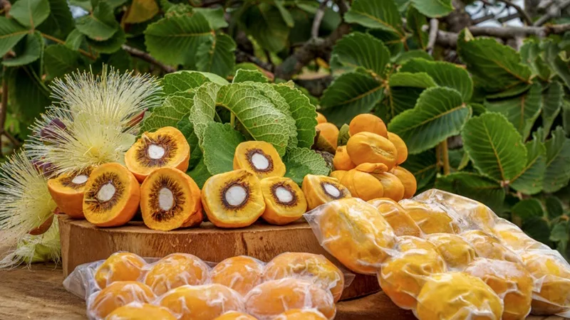 Feira Brasil será realizada na Embrapa Cerrados