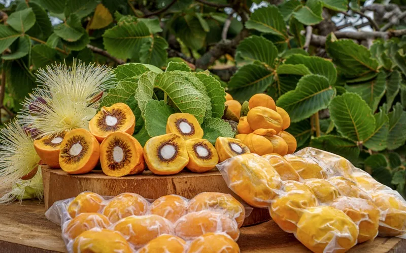 Feira Brasil será realizada na Embrapa Cerrados