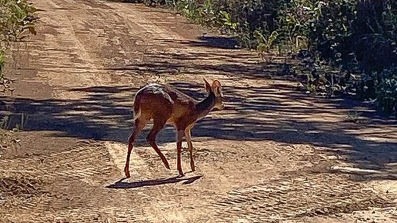 Fêmea de Veado-catingueiro é devolvida à natureza depois de ser resgatada e tratada após um atropelamento em Planaltina/Ascom/Brasília Ambiental