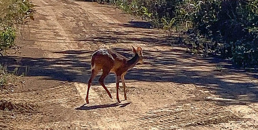 Fêmea de Veado-catingueiro é devolvida à natureza depois de ser resgatada e tratada após um atropelamento em Planaltina/Ascom/Brasília Ambiental