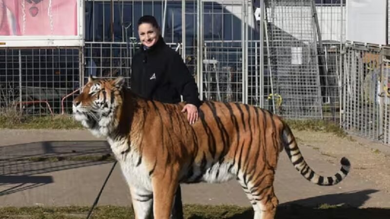 Tigre é morto após fugir e atacar homem na Alemanha