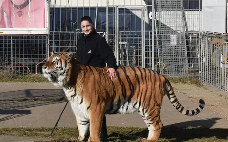Tigre é morto após fugir e atacar homem na Alemanha