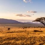 Agricultura no Cerrado pode servir de modelo às savanas africanas