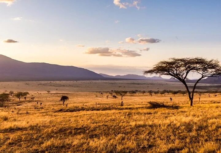 Agricultura no Cerrado pode servir de modelo às savanas africanas