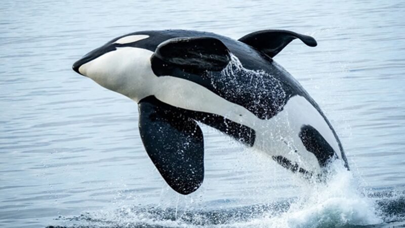 Novos “cinco grandes” animais que os viajantes querem ver