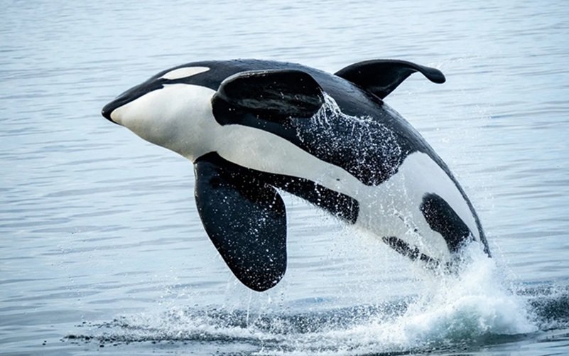 Novos “cinco grandes” animais que os viajantes querem ver