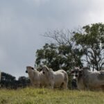 Baixa transparência na cadeia da carne no Cerrado goiano