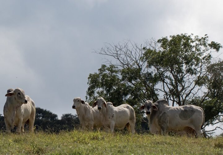 Baixa transparência na cadeia da carne no Cerrado goiano