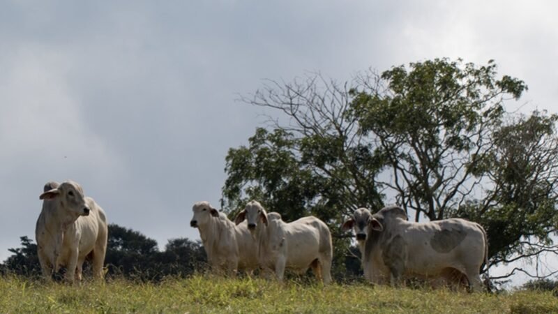 Baixa transparência na cadeia da carne no Cerrado goiano